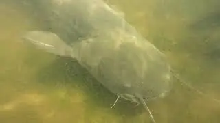 Сом под водой