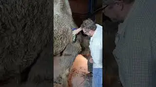стрижка верблюда #киносъёмка#верблюд#альпаки#овцы#грумер#