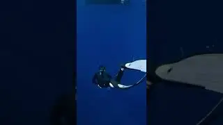 Meet With Shark