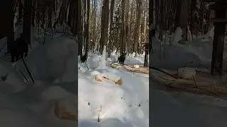 🐗кабаны