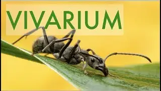 Huge DINOSAUR ANT colony in VIVARIUM!!