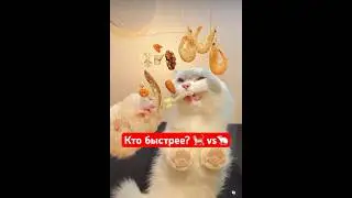 Котики 🐈 кто быстрее? Кот vs мышь #cat #funny #pets #catlover #animals #котики #еда #приколыскотами