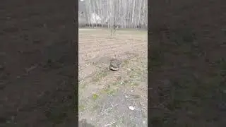 Шери нар