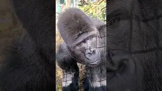 Silverback 101 to looking even bigger #silverback #gorilla  #bodybuilding