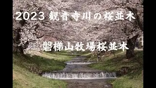 2023 観音寺川の桜並木 /牧場の桜並木「まきばのさくらロード」