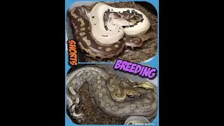 Blood and Short Tail Python Breeding Session So Far!