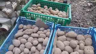 19.05.2020 - посадил картофель