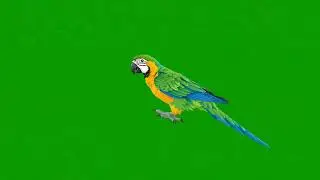 Parrot Animal Running Green Screen | Animal Stampede Green Screen