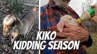 Kiko Kidding in Dec.| 30 plus Kiko baby goats