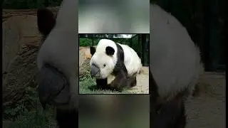 Животные с синдромом дауна 😨. 