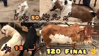 SODA SIRF 17 HAZAR KA OR SIRF 13 HAZAR KA DUMBA MANDI KI LATEST UPDATE || PART 1 || 