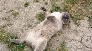 Дрессированный кот //Летний салатик//Зелень с кефиром - очень освежает//