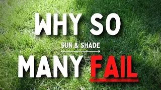 Growing Grass in the SHADE - 4 Reasons Why it Almost NEVER works out.
