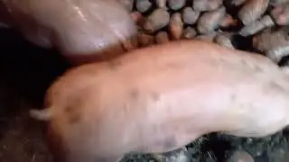 Свині кантор
