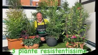 3 piante resistentiiiiiisime