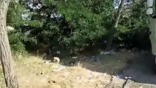 Ужасы Симферополя около ТЦ 