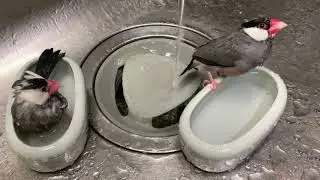 Paddy.Rai