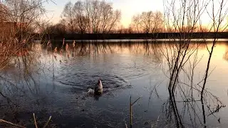КАРАСЬ на заливных лугах среди камыша. Ловля карася на удочку!