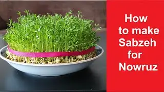 How to Make Sabzeh for Nowruz Persian New year