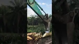 Why Chipping Palm Tree 