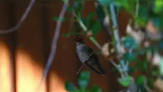 Colibri