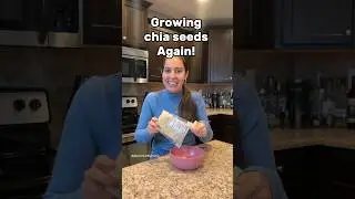 Trying to grow chia seeds… again!!!! 