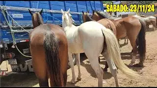 FERA DE CAVALO E ANIMAIS DE ABREU E LIMA-PE SÁBADO: 23/11/24 #cavalo