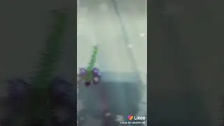 Команда моркови