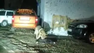 Волки загрызли собаку.