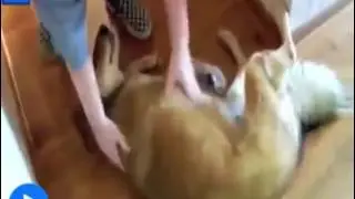 En komik Tembel Köpekler