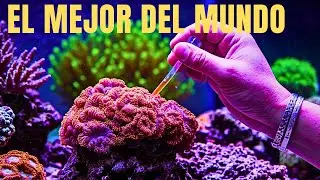 EL MEJOR ALIMENTO PARA CORALES DEL MUNDO