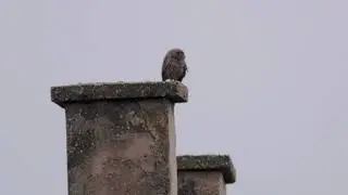 Kuvik, Athene noctua, Small owl