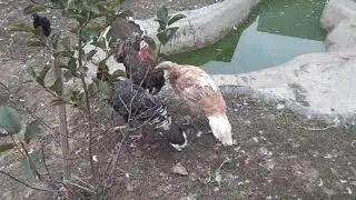мои индюки😁