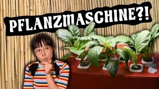 Eine Hydroponik Pflanzmaschine und meine Erfahrungen dazu!