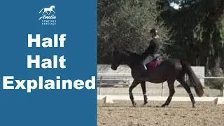 The Half-Halt Explained