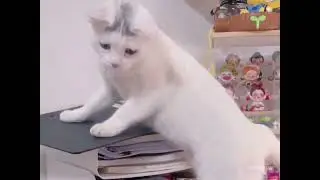 Funny cats  | Top 44 cat bloopers | CRAZY BLOOPERS