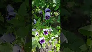 Виола