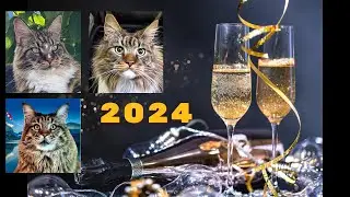 Willie the cat, Archie the cat and Anfisa the cat. New Year's greetings 2024! 