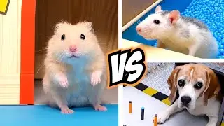 Top 5 SPORTS for real life HAMSTERS & ANIMALS