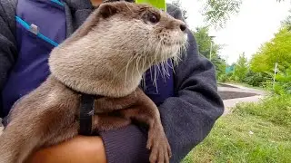 Otter's reaction to seeing a cow for the first time is too cute [Otter life Day 389]【カワウソアティとにゃん先輩】