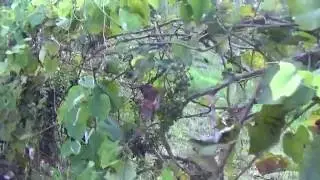 Uvas en San Sebastian por Nebai fruit garden.