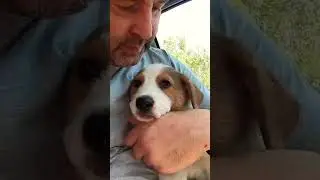Я вытащил этого щенка из-под контейнера.🐾 Щенок по имени Фреди