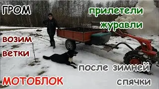 Возим ветки от заваленных деревьев.Мотоблок МТЗ-09Н.Журавли прилетели.Гром.