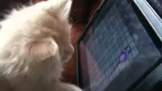 Likeboe s Bita and the iPad