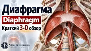 Диафрагма. Diaphragm. Краткий 3-D обзор.