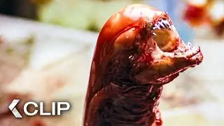 Chestburster Movie Clip - Alien (1979)