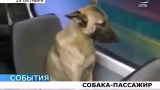 Приколы с животными до слез 2019