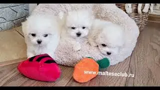 🤩👌Спешите забронировать красивых кукольный щенков мальтезе подробнее на сайте www.malteseclub.ru