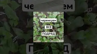 МАРТ идеальный месяц для черенкования 