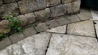 Carpenter Bees in flight